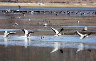 雲南迪慶：冬季觀鳥引客來