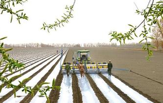新疆塔裏木：棉花播種忙