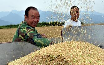 陜西：1590萬畝小麥開始全面收割