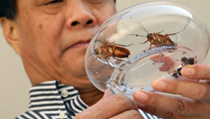 【圖片故事】&ldquo;蟑螂先生&rdquo;馴蟲記