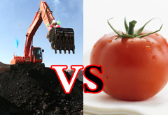 10斤煤不抵1斤番茄?