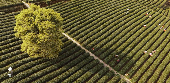 中国经济半年报出炉，看点在哪儿？