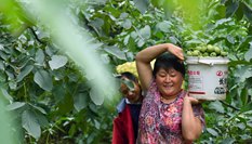 河北讚皇：核桃産業助力脫貧增收