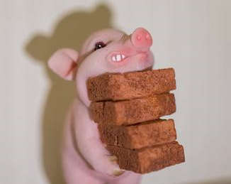 粮食增产在望 养猪信心恢复