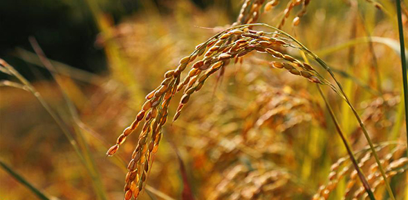 "稳收""优收"描绘秋收新图景