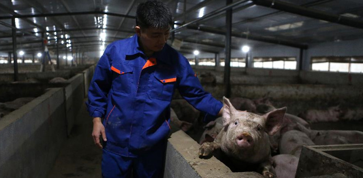 养猪这件事儿，正在发生变化