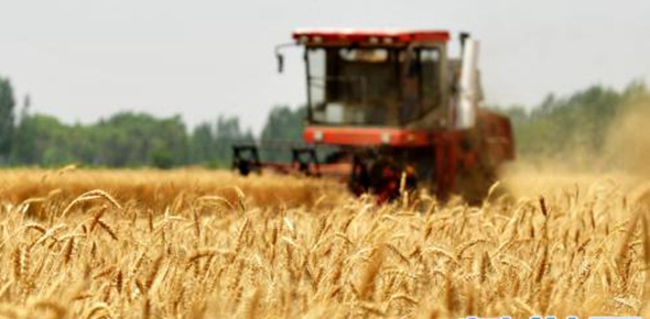我国夏粮生产再获丰收