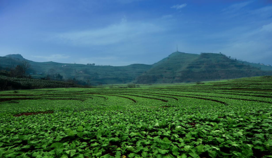 重庆涪陵：生态先行 做好绿色发展&ldquo;生意经&rdquo;