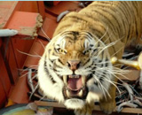 多行业上演龙虎斗 龙头企业相煎何急