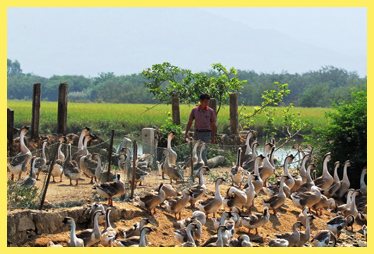 预防禽流感 请远离这些家禽野兽们