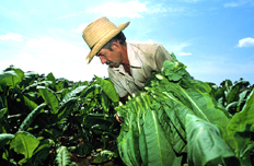 【5月8日】研究部署抓好当前农业生产等工作