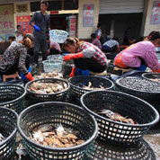 天价大闸蟹市场降温