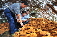 在小额贷款的帮助下走上致富路