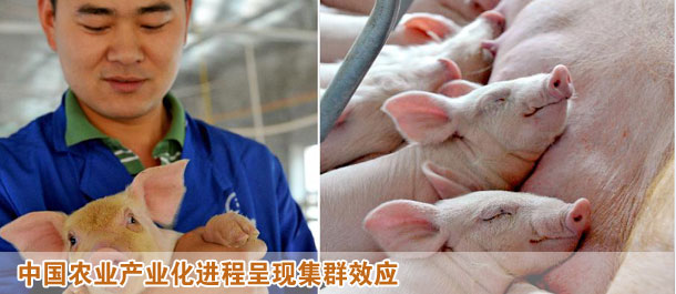 中国农业产业化进程呈现集群效应