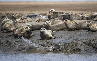 斑海豹洄遊棲息遼河入海口