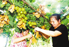 农行挥洒金融汗水 特色农业硕果累累