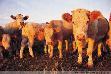 农行成君山农户致富好帮手