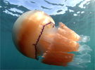 英国海岸附近现巨型水母重达64斤