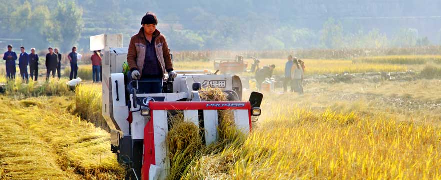 《金色的收获》 孙艳俊/摄