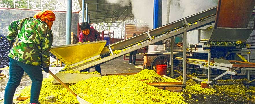 《黄菊茶生》 张帆/摄