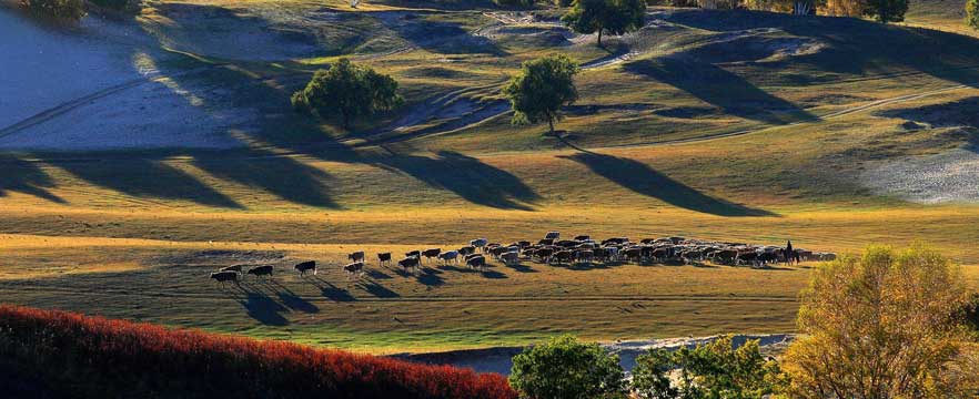 《草肥牛壮》 陈庆林/摄