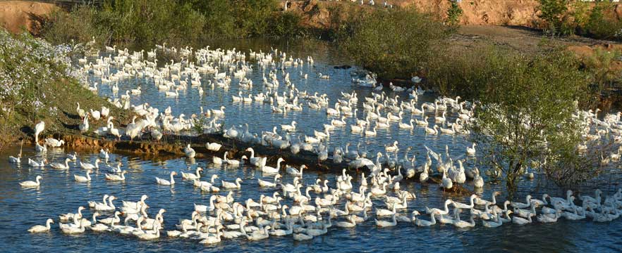 《养鹅致富》 段方辉/摄