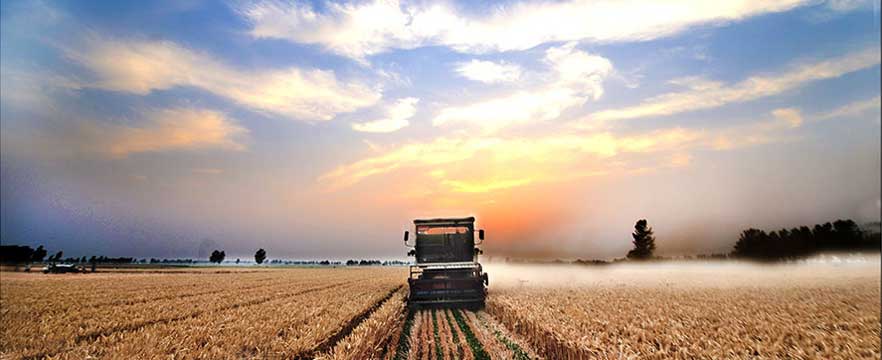 《夕阳下》 高林/摄