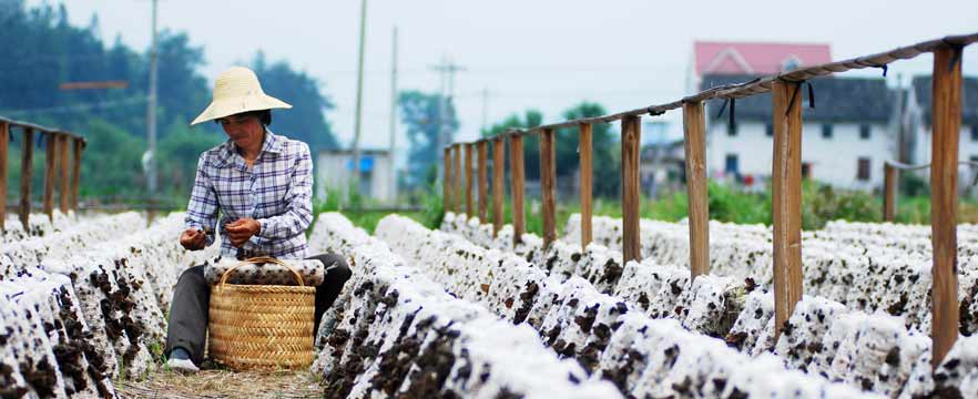 《山区农民富起来》 李鑫/摄