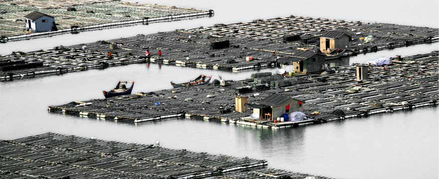 《海上田园》 林尚旺/摄