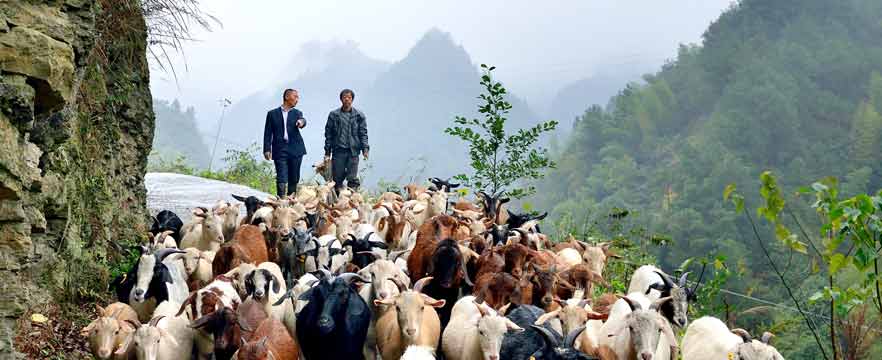 《山路话山羊》 唐磊/摄