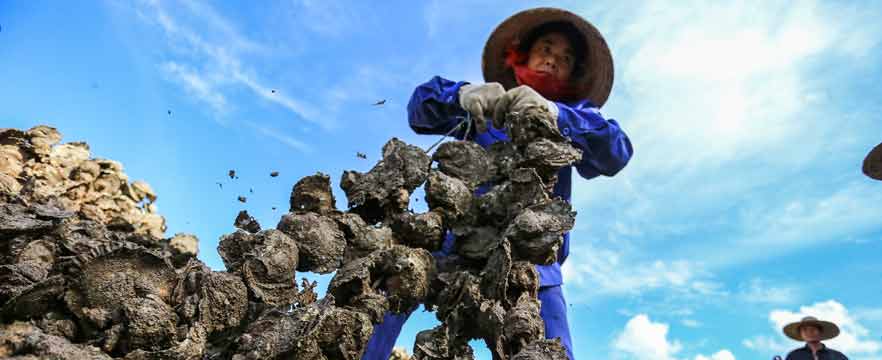 《大蚝丰收了》 王芳/摄