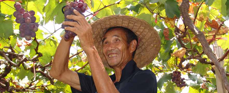 《甜在心里》 姜朝斌/摄