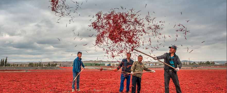 《大丰收》 吴光庆/摄