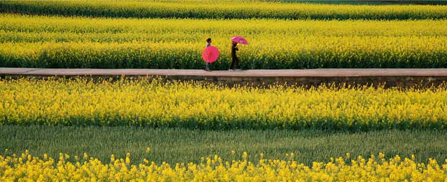 《牧春》 谢晓辉/摄