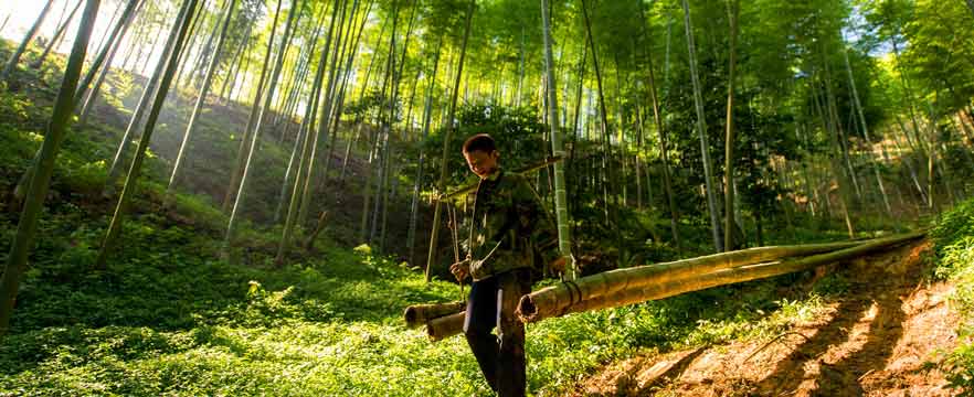 《收获季》 张爱娟/摄