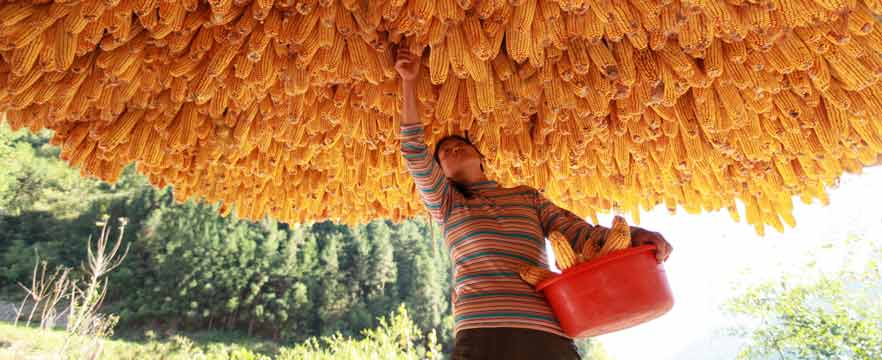 《晒秋》 章磊/摄