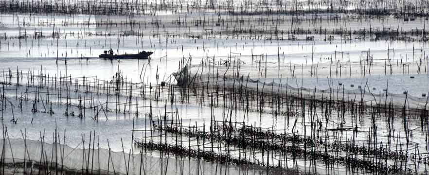 《海上牧场》 郑敏佳/摄