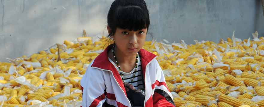 《金色童年》 张汝奎/摄