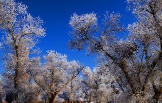 新疆南部持續低溫 胡楊林現霧凇美景