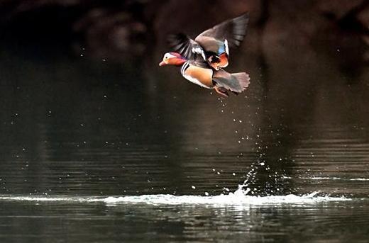 漢江源頭鴛鴦飛
