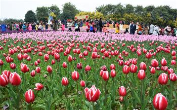 廣西柳州15萬株鬱金香引遊客觀賞