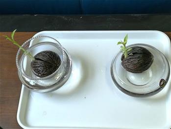 酷似芒果卻是穿腸毒藥 河南首次截獲海檬樹種