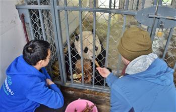 旅美大熊猫“宝宝”回国后状态良好
