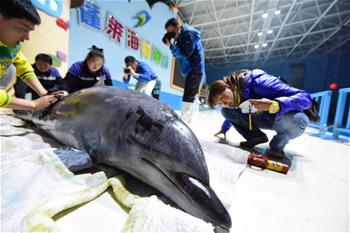10頭海豚乘專機&ldquo;空降&rdquo;山東煙臺