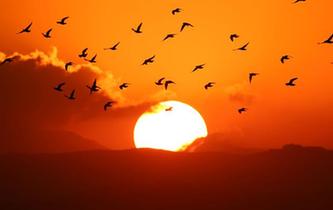 落日余暉中的飛鳥