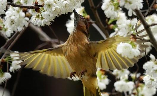 &ldquo;探&rdquo;春