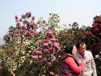 貴州盤縣：繽紛花海迎客來