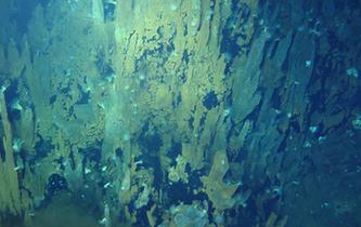 &ldquo;蛟龍&rdquo;號在天休熱液區發現大量死亡煙囪體