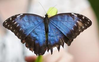 倫敦奇異蝴蝶展