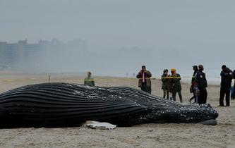 座頭鯨擱淺海灘